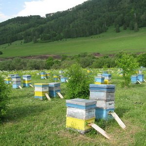 Как создать пасеку: требования к размещению ульев