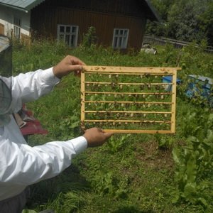 Рациональный размер для создания пасеки 