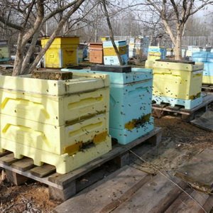 Какие первые работы производят весной перед выставкой пчел? фото