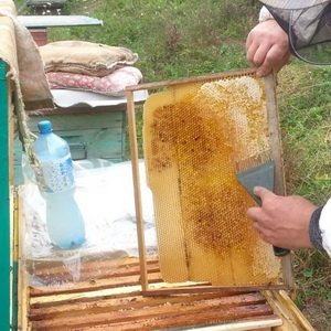 Содержание пчел весной: сокращение пчелиного гнезда