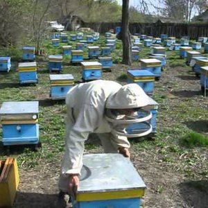 Весеннее расширение пчелиного гнезда корпусами