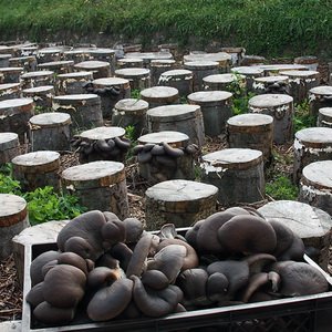Эффективный способ выращивания грибов вешенок на пеньках