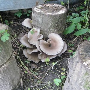 Процесс выращивания вешенок на древесине