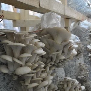 Технология выращивания вешенок на зерне