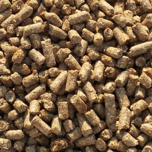 Каким кормом кормить взрослых домашних уток: отруби и отходы