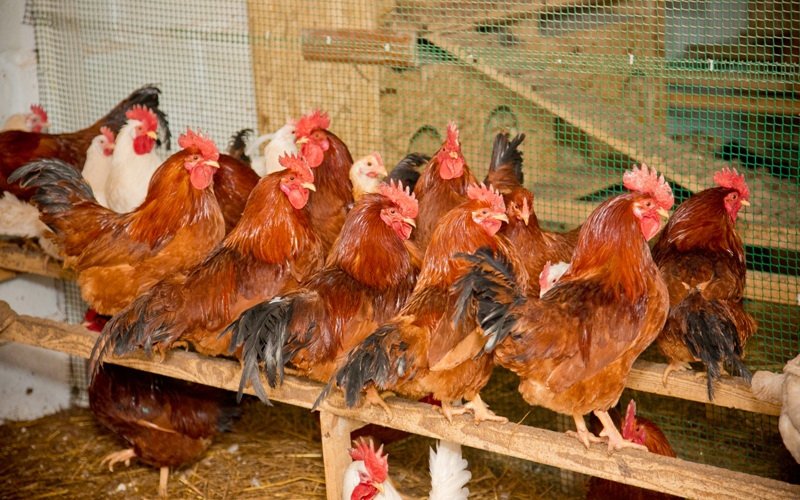 Куры мясо-яичного направления: род-айланд, нью-гемпшир и другие