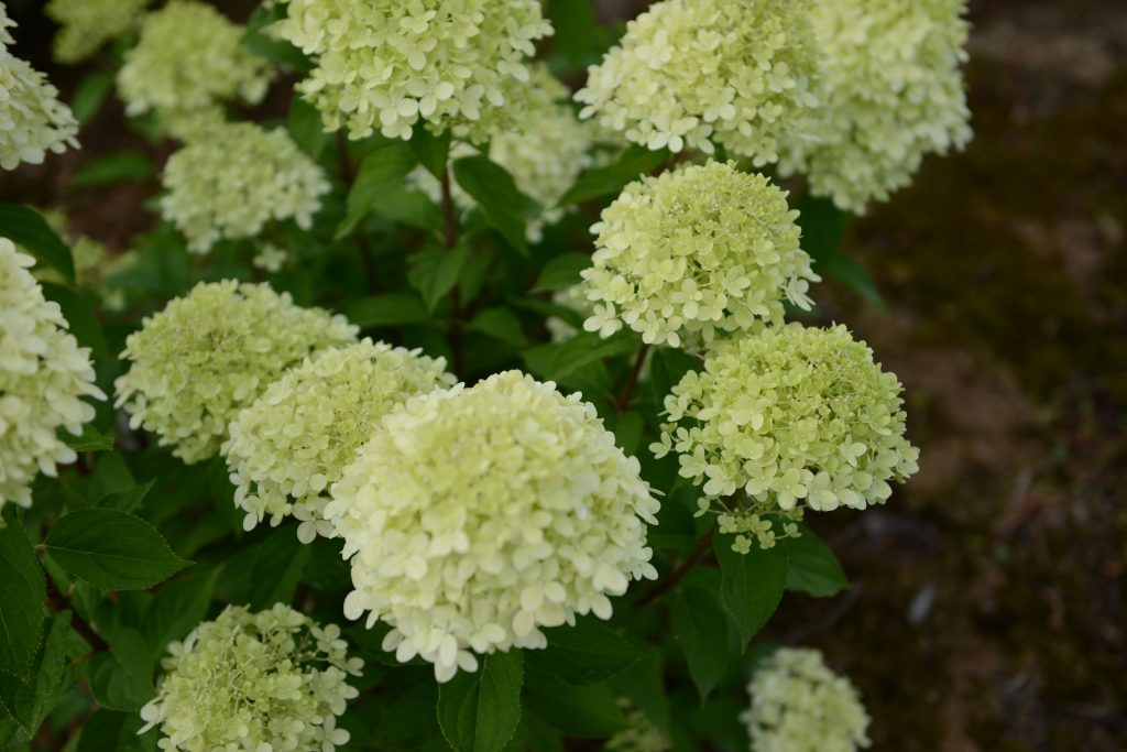 Hydrangea paniculata selection 