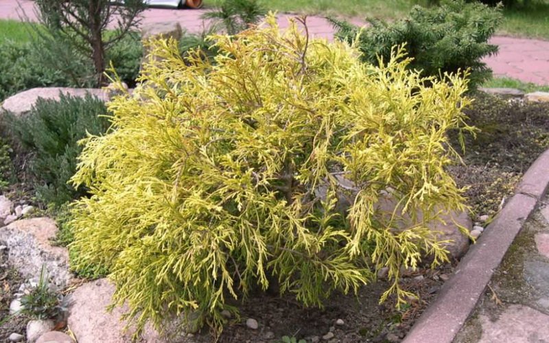 Самый морозостойкий вид - кипарисовик горохоплодный (Ch. pisifera)