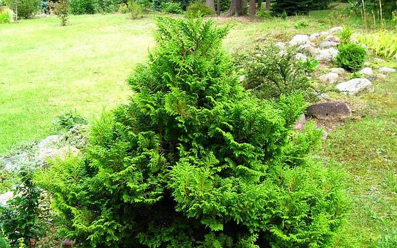  Кипарисовик ‘Plumosa’ - у большинства сортов крона раскидистая, но есть и компактные карликовые формы