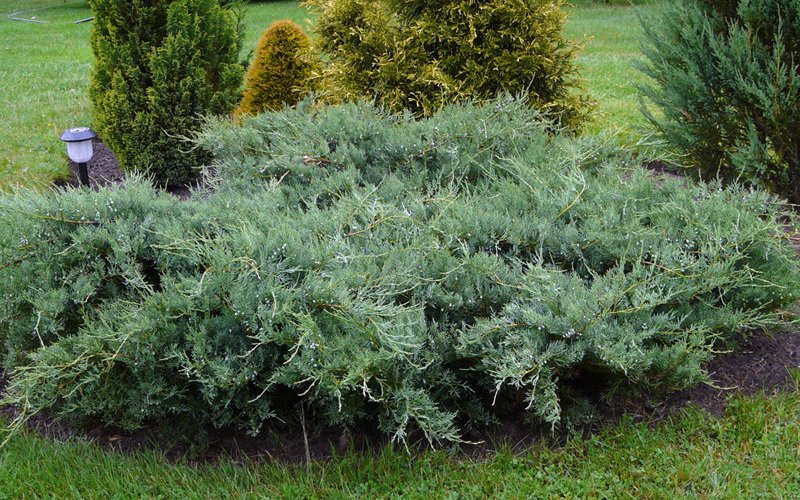 Можжевельник виргинский (J. virginiana)
