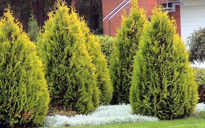 Туя - Thuja