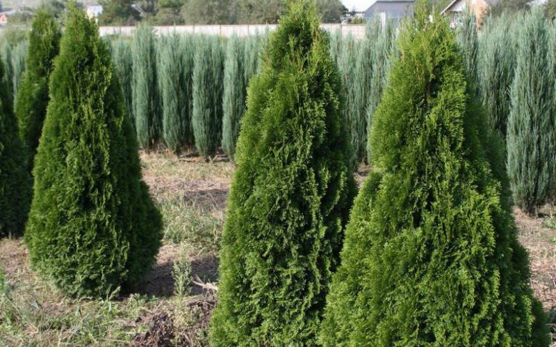 Огромное количество таких форм имеется у туи западной (Th. occidentalis)