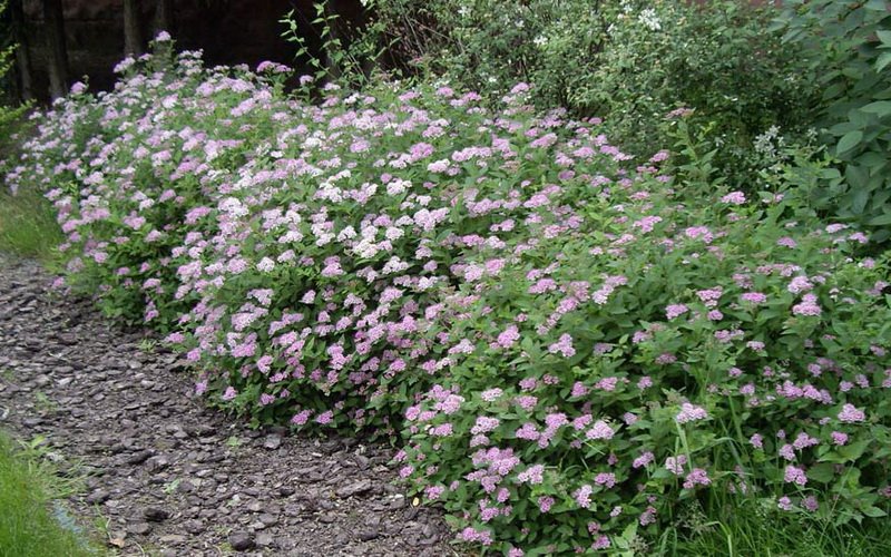 Спирея японская - Spiraea japonica
