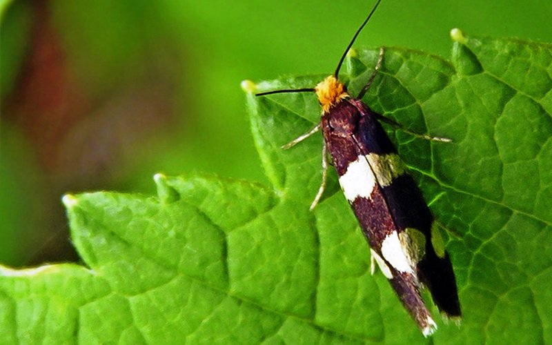 Борьба с вредителями малины народными средствами осенью фото