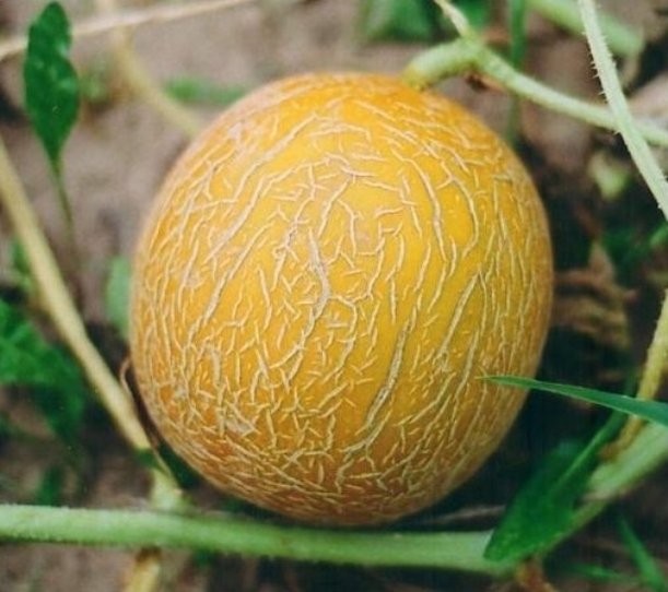 Айкидо