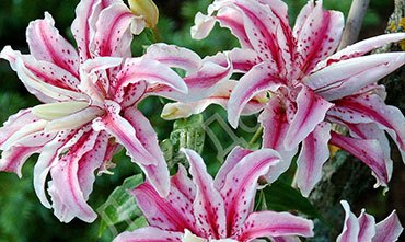 Восточная лилия