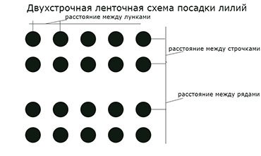Схема посадки лилий