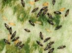 Табачный трипс