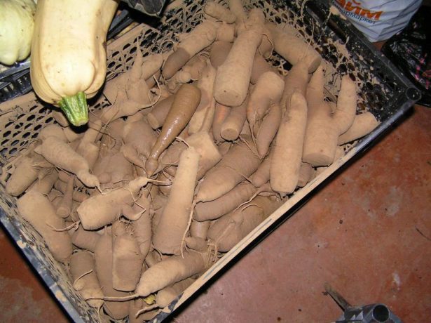 Морковь в глине