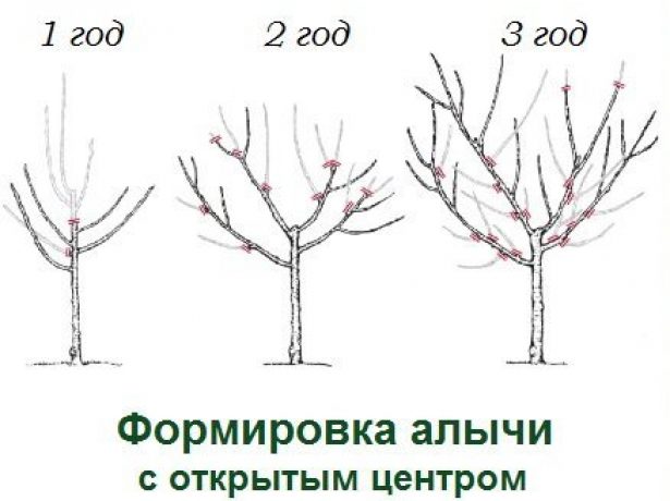 Формирование кроны алычи в виде чаши