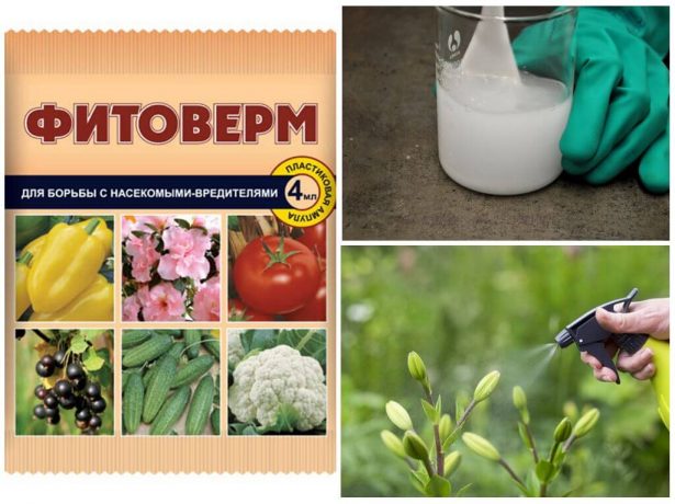 Приготовление раствора Фитоверма