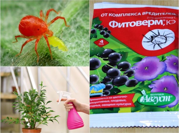 Обработка Фитовермом комнатных растений