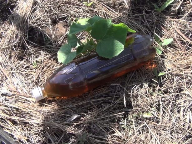 Капельный полив из лежачей бутылки