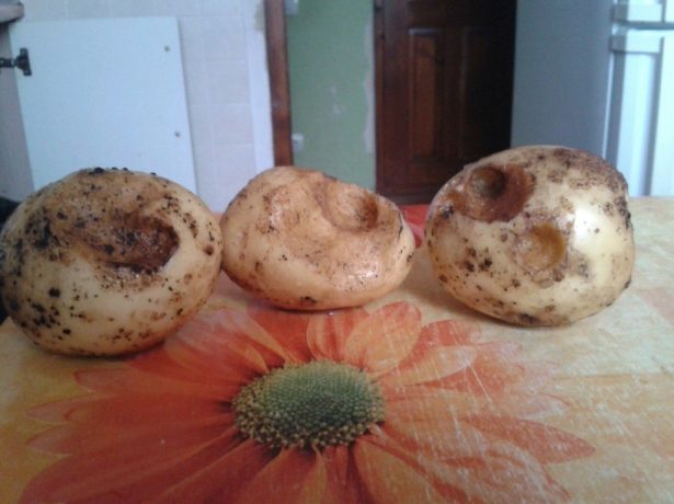 Картофель, повреждённый медведкой