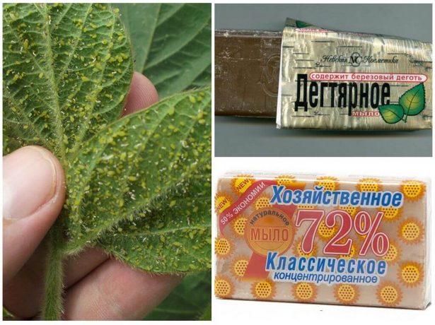 Мыло для борьбы с тлей