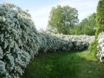 Живая изгородь из спиреи