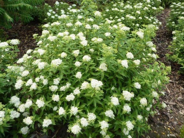 Спирея Albiflora