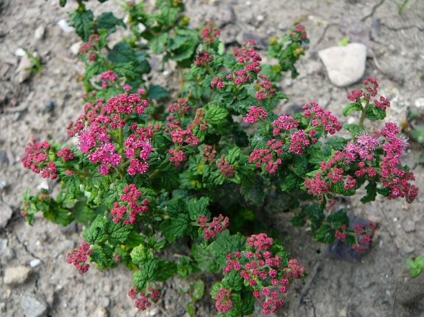 Спирея Bullata