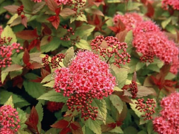 Спирея Country Red