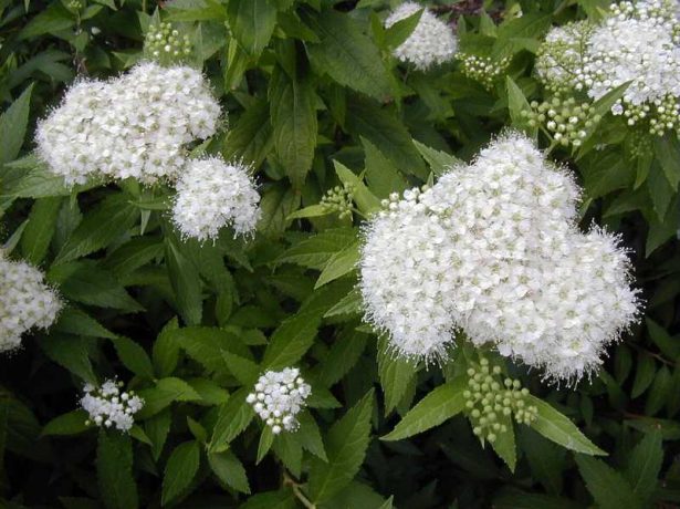 Спирея Pygmaea Alba
