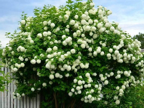Куст калины Бульденеж