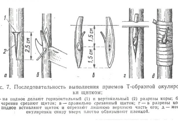 Схемы выполнения Т-образной окулировки