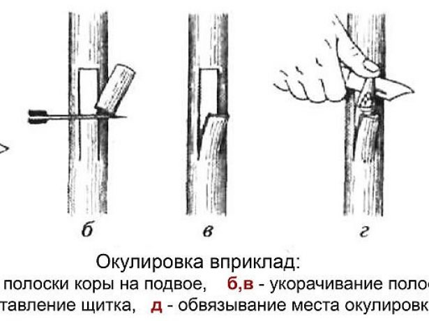 Схема выполнения окулировки в приклад