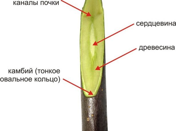Структура ветки