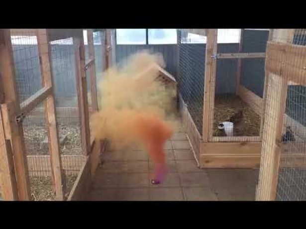 Газация курятника