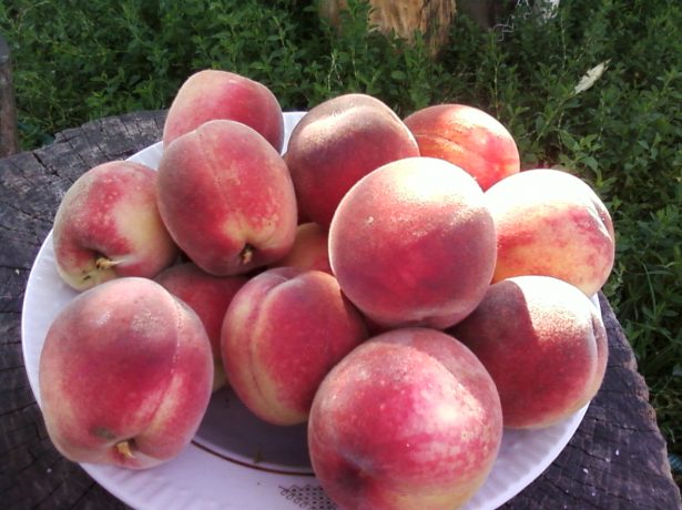 Плоды персика Воронежский кустовой
