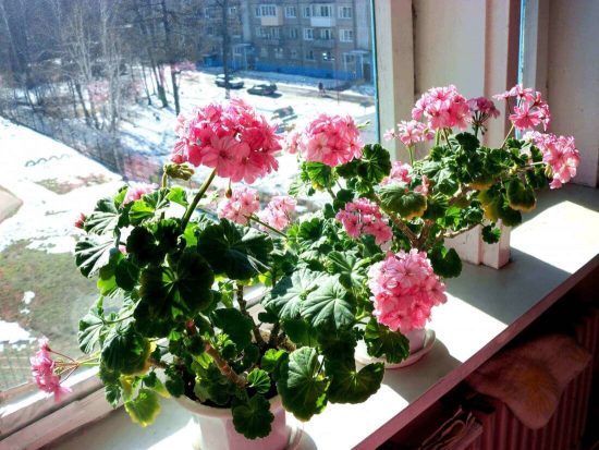 герань