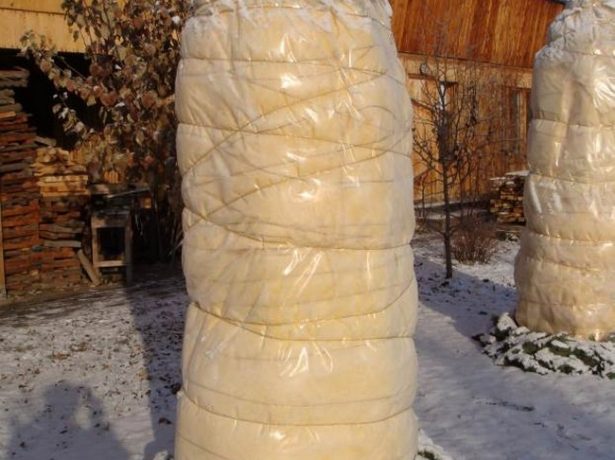 Укрытие саженцев персика