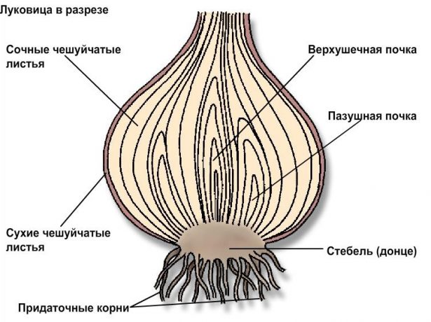 Строение луковицы