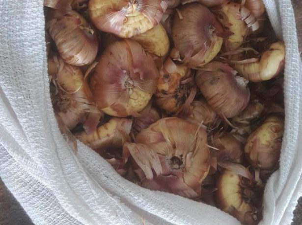 Луковицы гладиолусов в полотняном мешочке