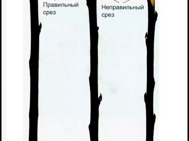 Примеры нарезки одревесневших черенков яблони