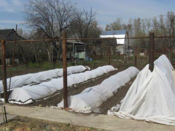 Укрытие винограда на зиму