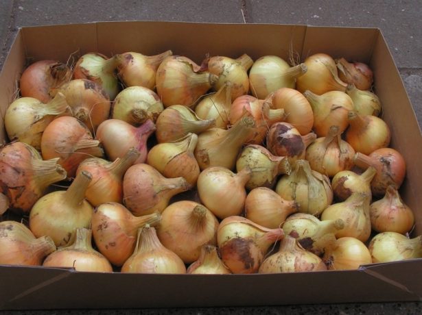 Лук в картонной коробке
