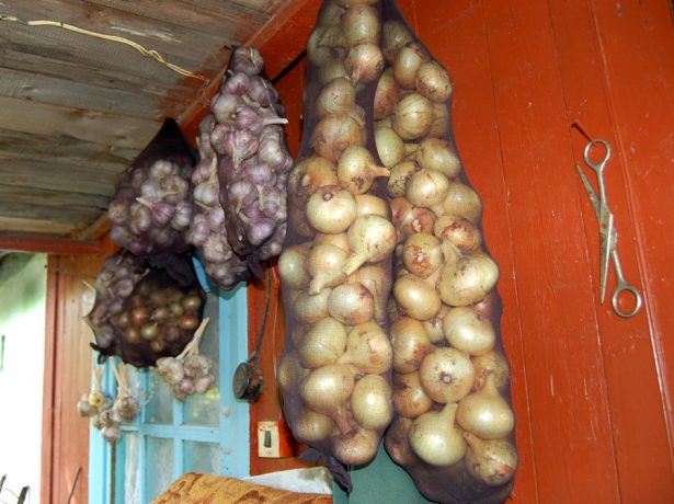 Лук в капроновых колготках