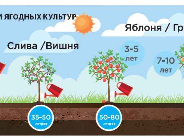 Норма полива