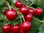 Черешня Десертная